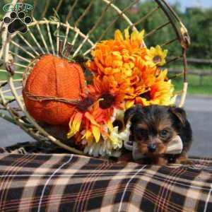 Princeton, Yorkie Puppy